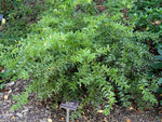 Agarista populifolia